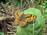 SX16044 Wall Brown butterfly (Pararge megera).jpg